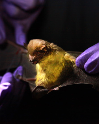 A bat being examined