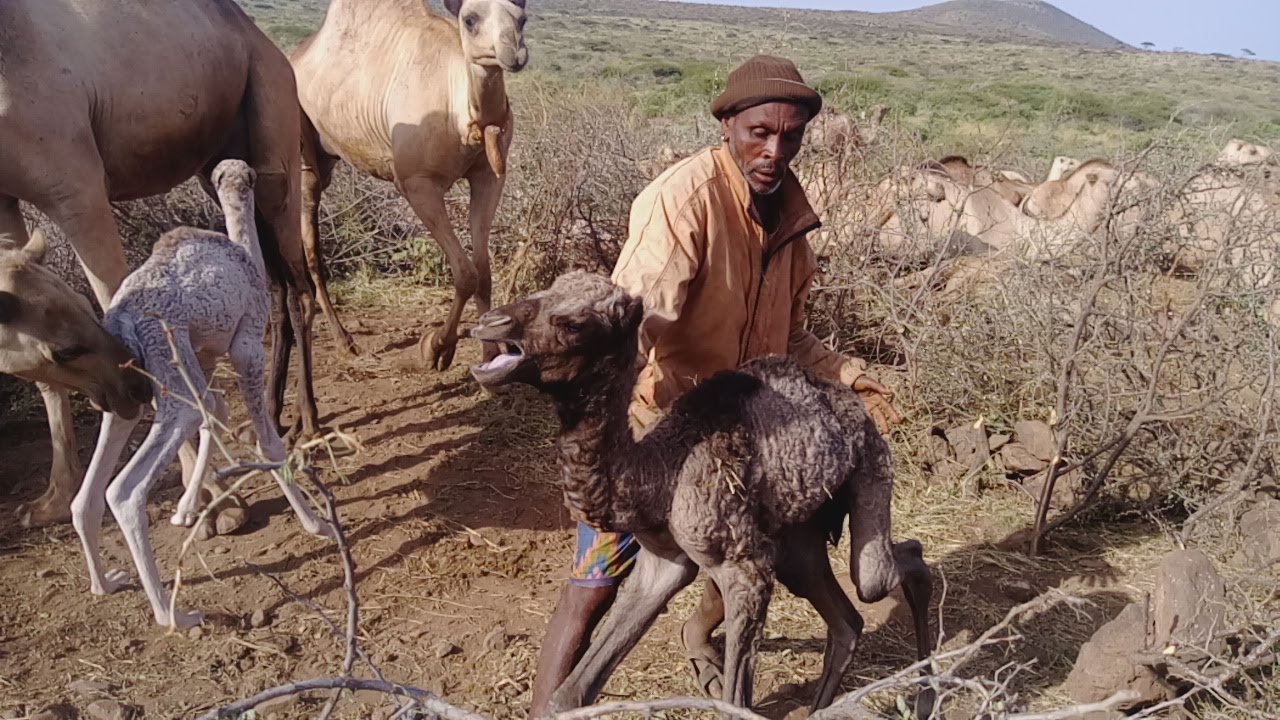 A man assisting a baby camel