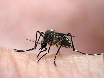 A mosquitoe.